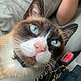 Sesame is registered to the contest to win money with this photo: abyssinian, accessories, animal, bag, cat, collar, face, glasses, handbag, head, jewelry, kitten, manx, necklace, person, pet, photography, portrait, siamese, strap