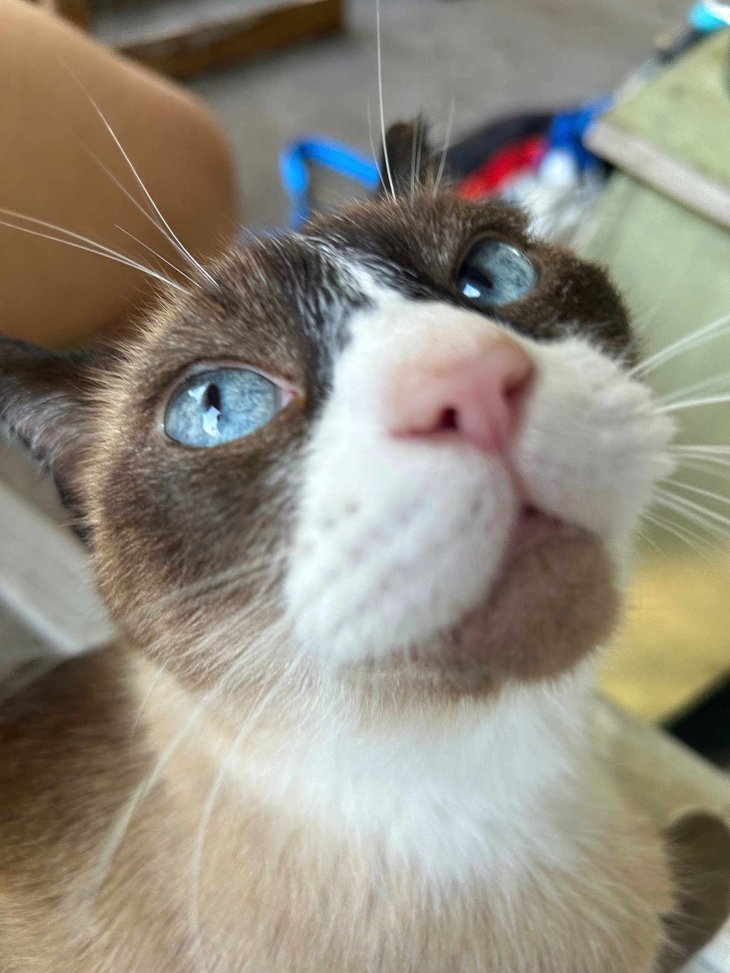 Sesame joined the competition — help win amazing prizes! abyssinian, animal, architecture, bodypart, building, cat, couch, face, furniture, head, indoors, kitten, livingroom, manx, mouth, person, pet, room, siamese, sleeping