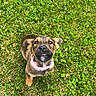 puppy, dog, grass, outdoor, pet, cute, collar, animal, young, adorable, playful, fur, brown, black, small, nature, tongue, looking_up, summer, daylight