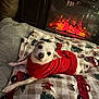 dog, white_dog, sweater, red_sweater, blanket, holiday_blanket, fireplace, indoor, cozy, pet, lying_down, warm_lighting, home, cute, small_dog, relaxed, christmas, decor, comfort, animal