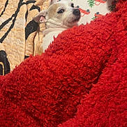 Toto joined the competition — help win amazing prizes! dog, blanket, bedding, red_blanket, white_dog, small_dog, cozy, indoors, pet, fur, bed, resting, cute, face, animal, snuggled, patterned_sheet, comfort, relaxed, looking