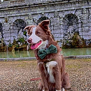 Arya a rejoint le concours — aidez-le/la à gagner de superbes lots ! dog, bow_tie, outdoor, fountain, stone_arch, water, gravel, pet, canine, brown_and_white, sitting, tongue_out, collar, park, sculpture, statue, nature, daytime, happy, animal