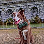 dog, bow_tie, outdoor, fountain, stone_arch, water, gravel, pet, canine, brown_and_white, sitting, tongue_out, collar, park, sculpture, statue, nature, daytime, happy, animal