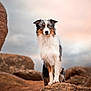 australian_shepherd, dog, animal, outdoor, rock, fur, blue_eyes, pet, nature, portrait, standing, cloudy_sky, wildlife, mammal, canine, alert, beautiful, majestic, fur_texture, landscape