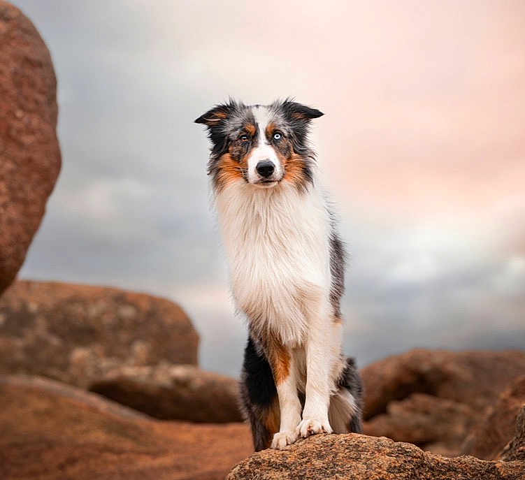 Usko Des Praires a rejoint le concours — aidez-le/la à gagner de superbes lots ! australian_shepherd, dog, animal, outdoor, rock, fur, blue_eyes, pet, nature, portrait, standing, cloudy_sky, wildlife, mammal, canine, alert, beautiful, majestic, fur_texture, landscape