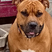 Pepper joined the competition — help win amazing prizes! dog, brown_dog, pet, animal, outdoor, standing, concrete, collar, white_patch, bench, wooden_bench, background, wall, ears, tongue, paws, fur, close_up, front_view, alert