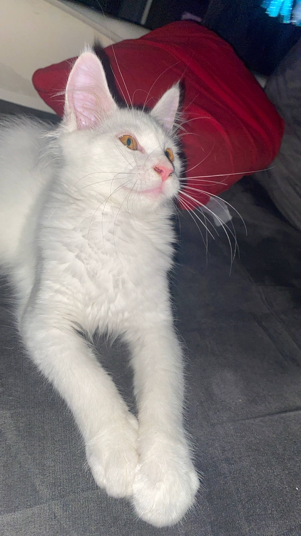 Xéna participe au concours pour gagner de l'argent avec cette photo : abyssinian, angora, animal, bodypart, cat, chair, couch, cushion, face, furniture, homedecor, indoors, kitten, manx, mouth, person, pet, siamese, sleeping, white