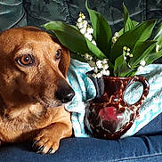Happy participe au concours pour gagner de l'argent avec cette photo : animal, blanket, brown_dog, ceramic_pitcher, closeup, couch, cozy, dog, domestic, flowers, green_leaves, home, indoor, jeans, nature, person, pet, relaxed, resting, still_life