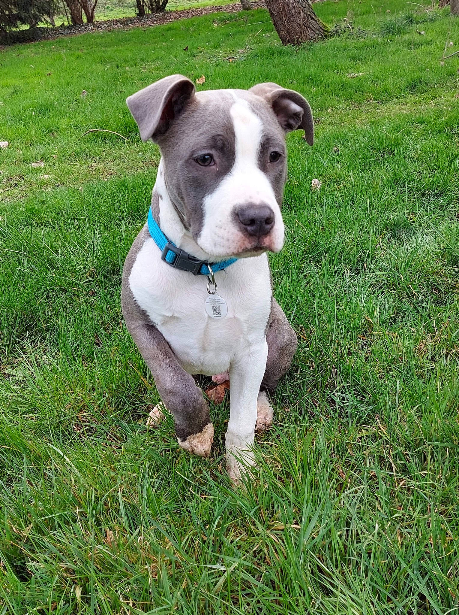 Ryder participe au concours pour gagner de l'argent avec cette photo : canidae, carnivore, collar, companion_dog, dog, dog_breed, dog_collar, dog_supply, eye, fawn, grass, leash, non_sporting_group, plant, snout, sporting_group, tail, whiskers, working_animal, working_dog