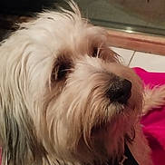 Snow participe au concours pour gagner de l'argent avec cette photo : dog, pet, close_up, fluffy, fur, black_nose, indoor, blanket, pink, portrait, canine, muzzle, animal, looking_away, cute, companion, domestic, soft_texture, fur_hair, indoors