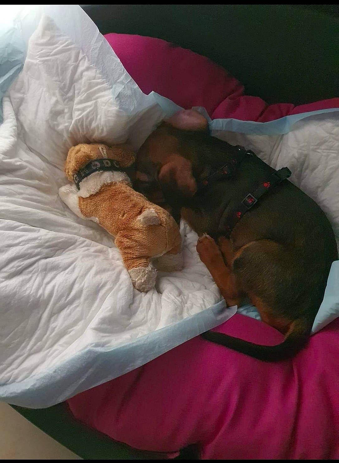 Louna a rejoint le concours — aidez-le/la à gagner de superbes lots ! bed, bedding, bedroom, bedtime, carnivore, comfort, companion_dog, dog, dog_breed, duvet, fawn, felidae, fur, linens, liver, nap, pillow, small_to_medium_sized_cats, sporting_group, textile