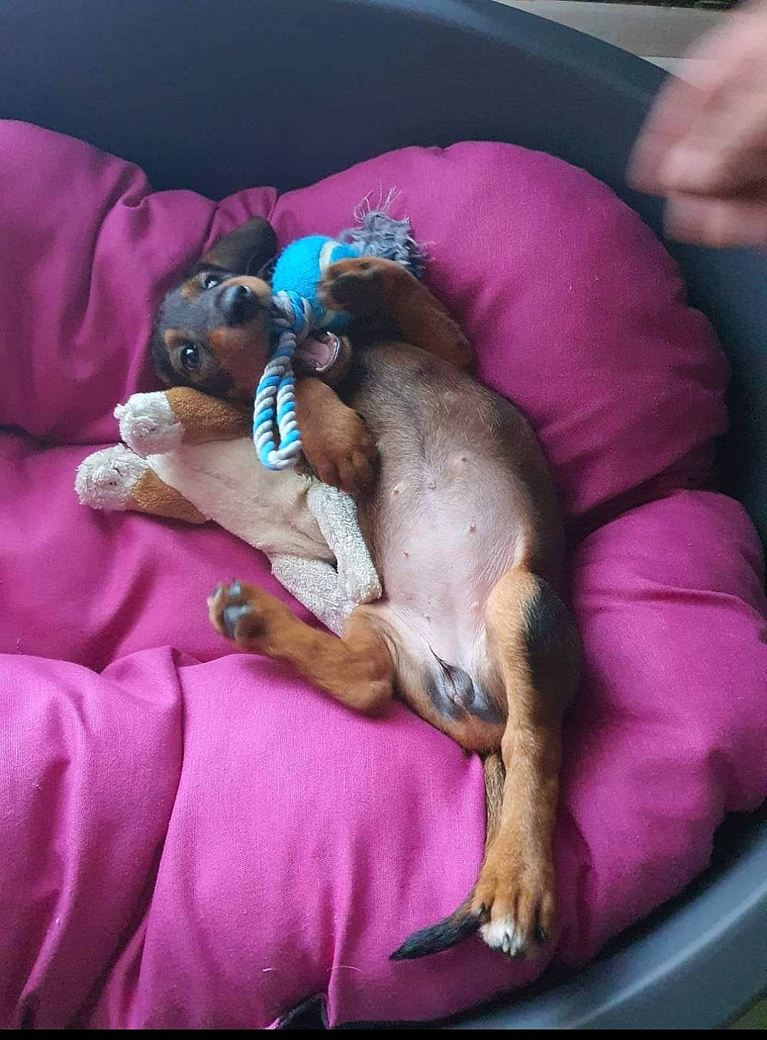 Louna a rejoint le concours — aidez-le/la à gagner de superbes lots ! canidae, carnivore, comfort, companion_dog, dog, dog_breed, dog_supply, fawn, linens, magenta, mammal, nap, pet_supply, pink, purple, sleep, sporting_group, toy_dog, vertebrate, working_animal