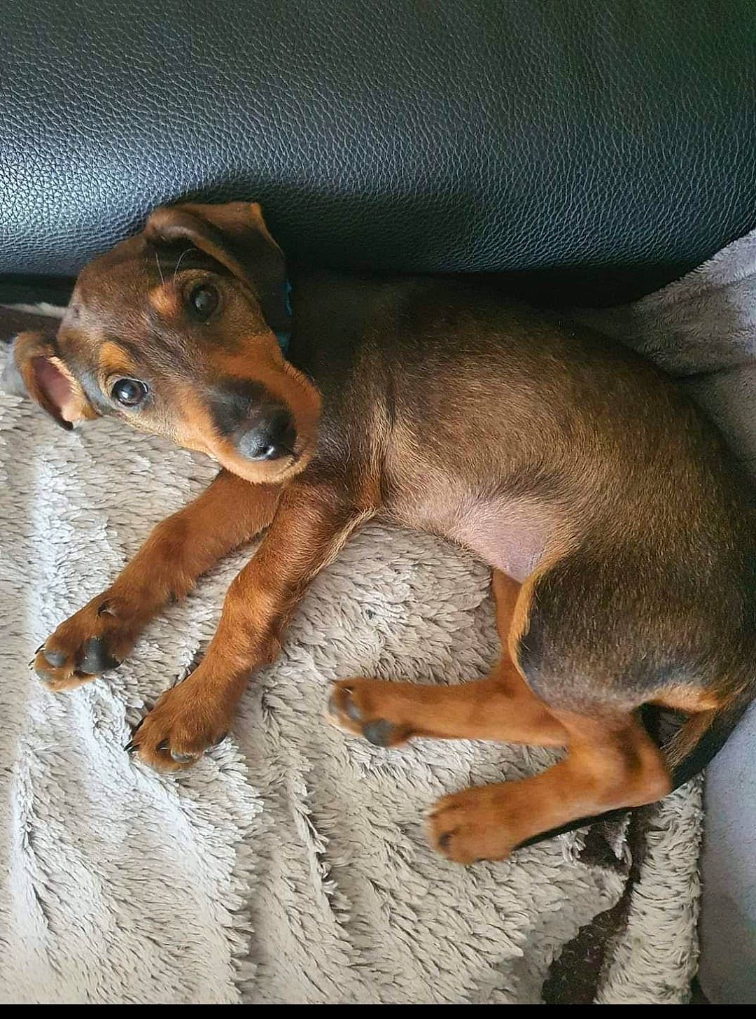 Louna a rejoint le concours — aidez-le/la à gagner de superbes lots ! brown, canidae, carnivore, comfort, companion_dog, dog, dog_breed, ear, fawn, hunting_dog, liver, pet_supply, snout, sporting_group, terrestrial_animal, whiskers, working_animal