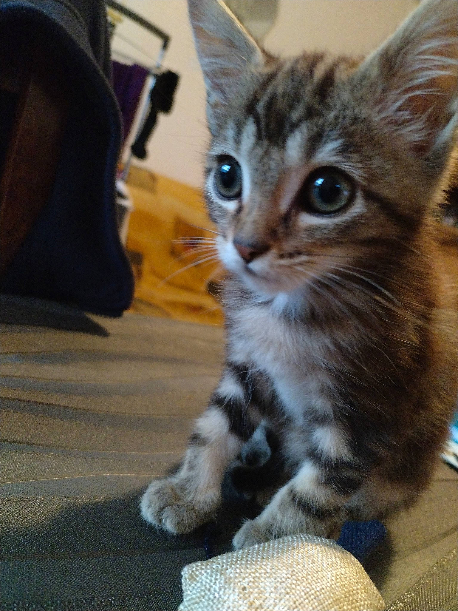 Buzz a rejoint le concours — aidez-le/la à gagner de superbes lots ! bag, carnivore, cat, claw, domestic_short_haired_cat, fawn, felidae, flooring, foot, fur, luggage_and_bags, paw, small_to_medium_sized_cats, snout, tail, terrestrial_animal, whiskers, wildlife