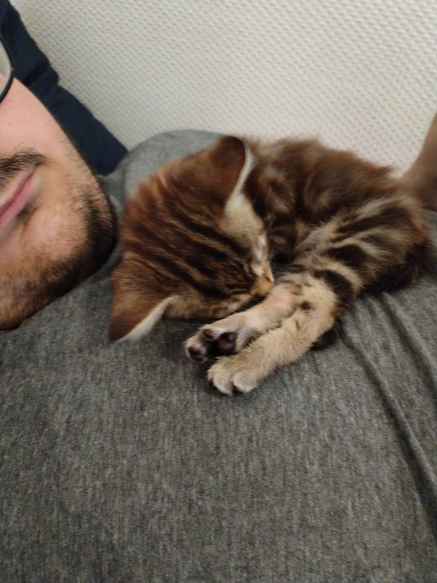 Buzz a rejoint le concours — aidez-le/la à gagner de superbes lots ! beard, carnivore, cat, comfort, domestic_short_haired_cat, eye, felidae, flooring, fur, hardwood, nap, paw, selfie, sleep, small_to_medium_sized_cats, snout, tail, terrestrial_animal, whiskers, wood