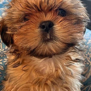 Molly is registered to the contest to win money with this photo: dog, puppy, bow, fur, close_up, portrait, pet, cute, whiskers, nose, eyes, fluffy, brown_fur, blue_blanket, indoor, sitting, adorable, small_dog, soft_texture, face