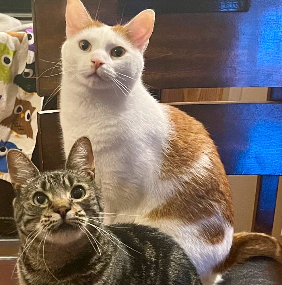 Hemi joined the competition — help win amazing prizes! carnivore, cat, cat_supply, comfort, domestic_short_haired_cat, eye, felidae, fixture, fur, head, internet_meme, pet_supply, photo_caption, photography, rectangle, sitting, small_to_medium_sized_cats, snout, terrestrial_animal, whiskers