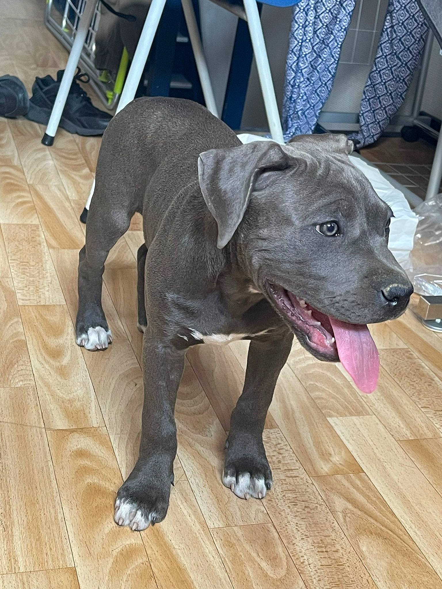 Kenza participe au concours pour gagner de l'argent avec cette photo : canidae, carnivore, chair, collar, companion_dog, dog, dog_breed, dog_collar, dog_supply, fawn, flooring, guard_dog, hardwood, leash, pet_supply, snout, sporting_group, tail, wood, working_animal