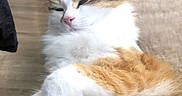 Aya participe au concours pour gagner de l'argent avec cette photo : cat, fluffy, relaxed, sleepy, white_fur, orange_fur, tabby, pet, indoor, soft_surface, close_up, whiskers, pink_nose, ears, paw, feline, cozy, resting, animal, domestic