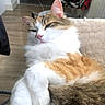 cat, fluffy, relaxed, sleepy, white_fur, orange_fur, tabby, pet, indoor, soft_surface, close_up, whiskers, pink_nose, ears, paw, feline, cozy, resting, animal, domestic