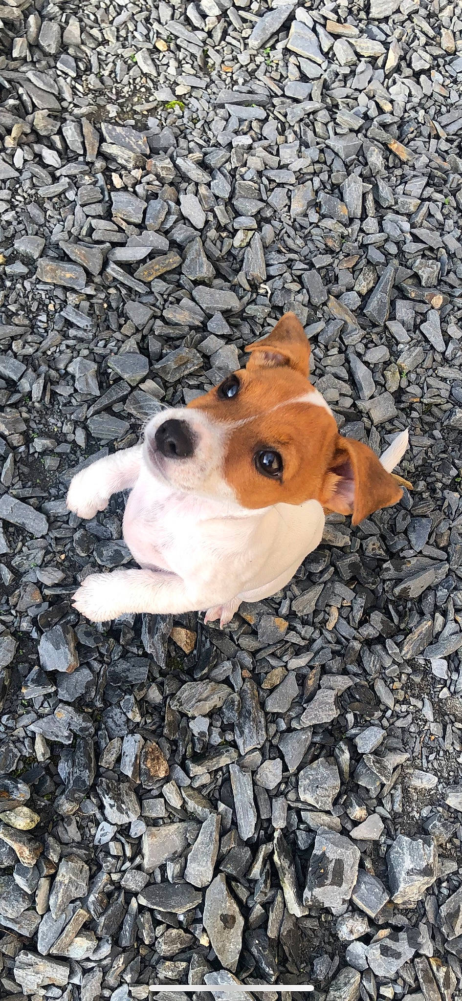 Silly a rejoint le concours — aidez-le/la à gagner de superbes lots ! ancient_dog_breeds, canidae, carnivore, companion_dog, dog, dog_breed, fawn, fur, grass, mammal, non_sporting_group, road_surface, snout, soil, sporting_group, tail, toy_dog, vertebrate, whiskers, working_animal