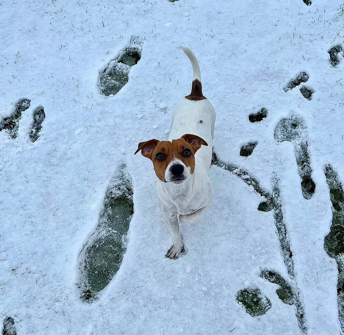 Silly participe au concours pour gagner de l'argent avec cette photo : canidae, carnivore, collar, companion_dog, dog, dog_breed, dog_supply, fawn, freezing, mammal, non_sporting_group, pet_supply, precipitation, snout, snow, sporting_group, tail, vertebrate, winter, working_dog