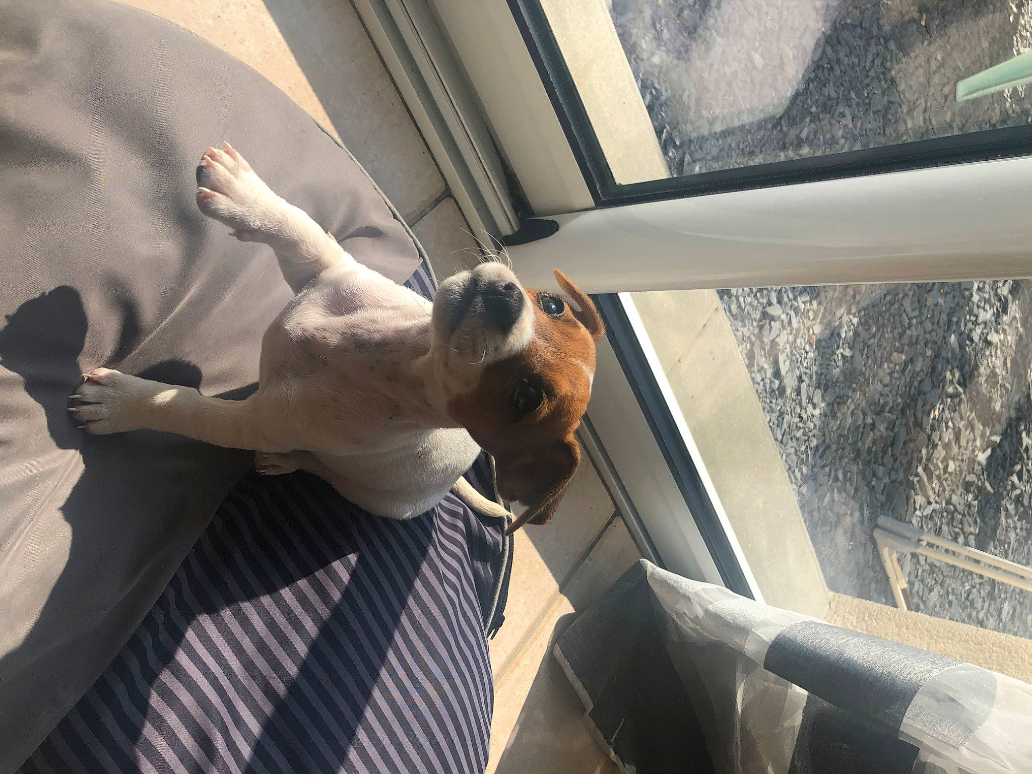 Silly a rejoint le concours — aidez-le/la à gagner de superbes lots ! auto_part, automotive_exterior, automotive_window_part, canidae, carnivore, comfort, companion_dog, daylighting, dog, dog_breed, eyewear, fawn, glass, leisure, snout, sporting_group, vehicle_door, window, windshield, working_animal