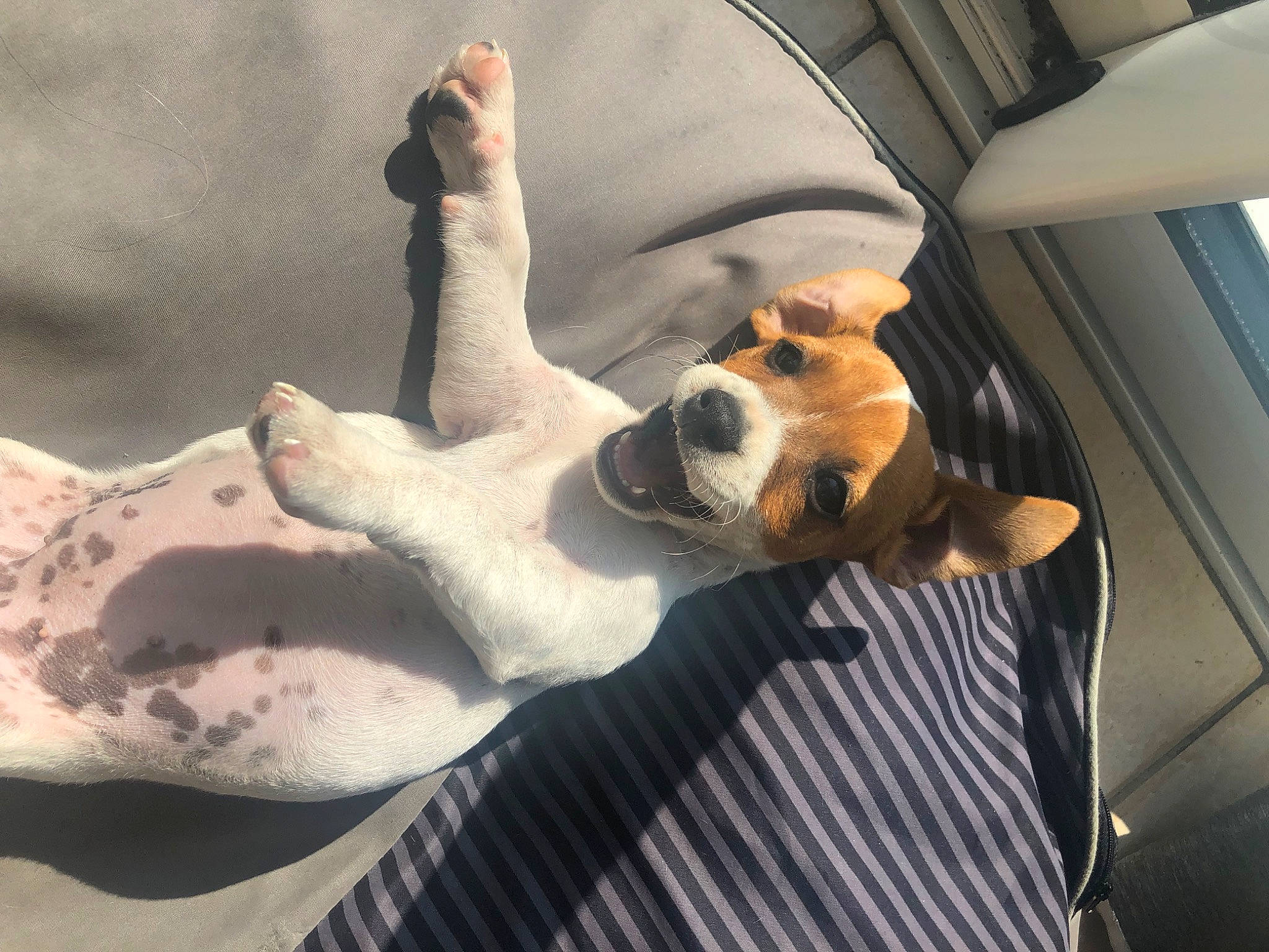 Silly participe au concours pour gagner de l'argent avec cette photo : automotive_design, automotive_exterior, canidae, car_seat, car_seat_cover, carnivore, comfort, companion_dog, dog, dog_breed, eyewear, fawn, motor_vehicle, seat_belt, snout, sporting_group, sunglasses, vehicle, vehicle_door, whiskers