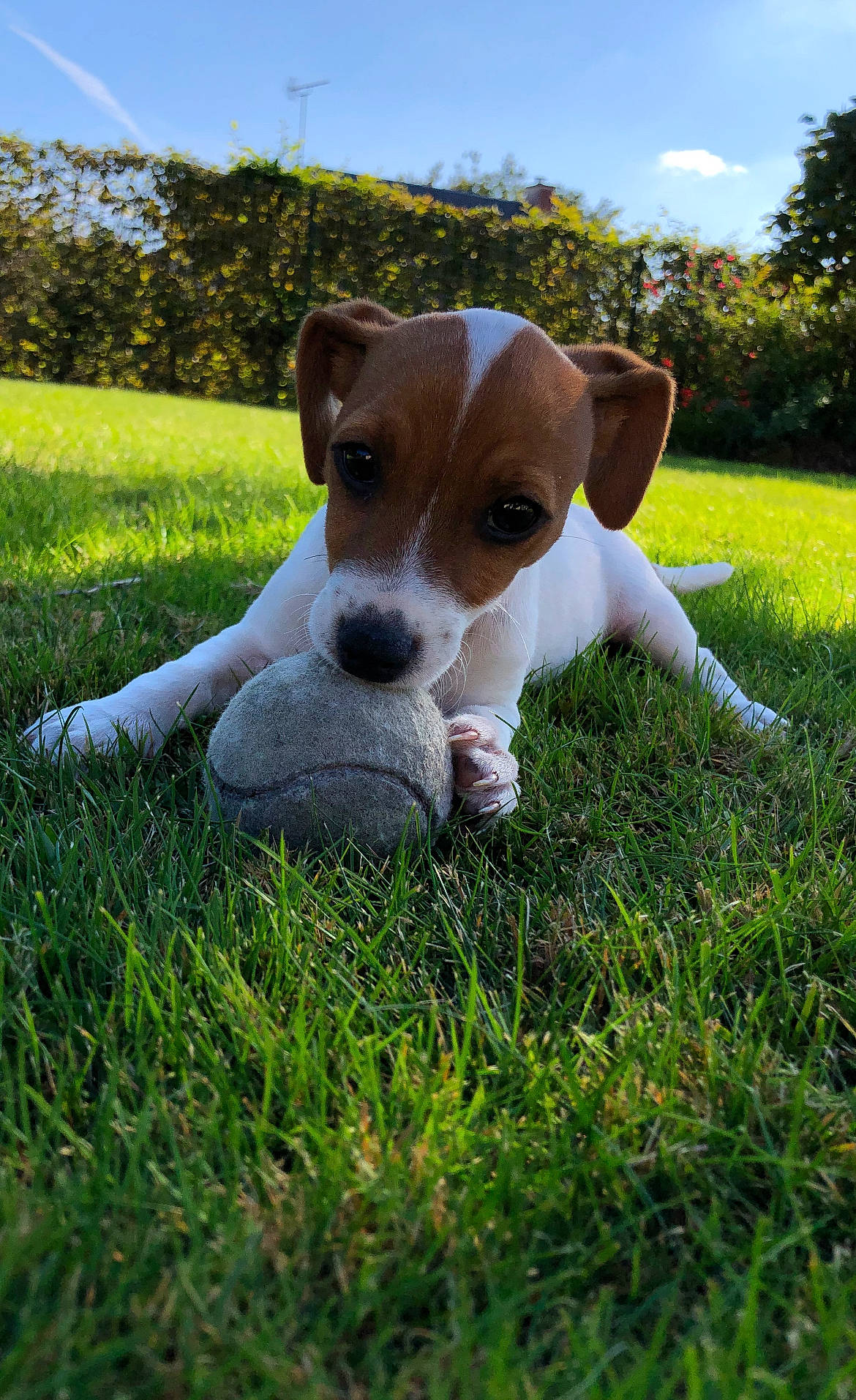 Silly a rejoint le concours — aidez-le/la à gagner de superbes lots ! canidae, carnivore, cloud, companion_dog, dog, dog_breed, fawn, grass, grassland, groundcover, lawn, pasture, plant, sky, snout, sporting_group, terrier, tree, whiskers, working_animal
