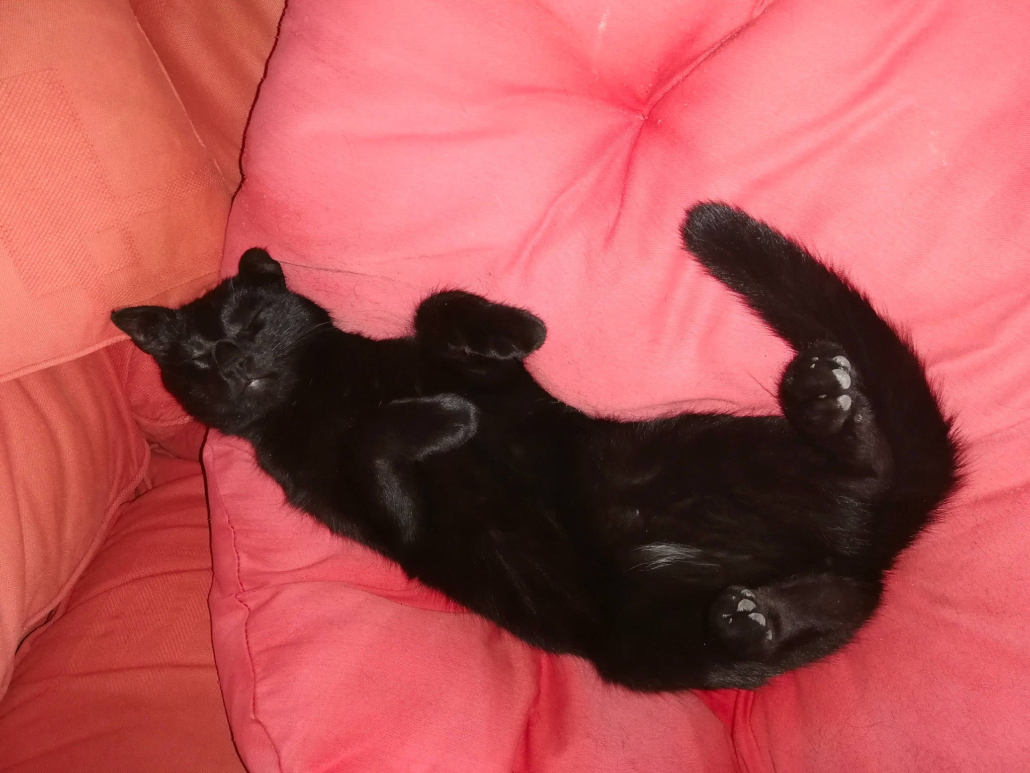 Simba participe au concours pour gagner de l'argent avec cette photo : bed, black_cat, bombay, carnivore, cat, comfort, companion_dog, couch, dog_breed, felidae, fur, gesture, grey, linens, paw, small_to_medium_sized_cats, sporting_group, tail, vertebrate, whiskers