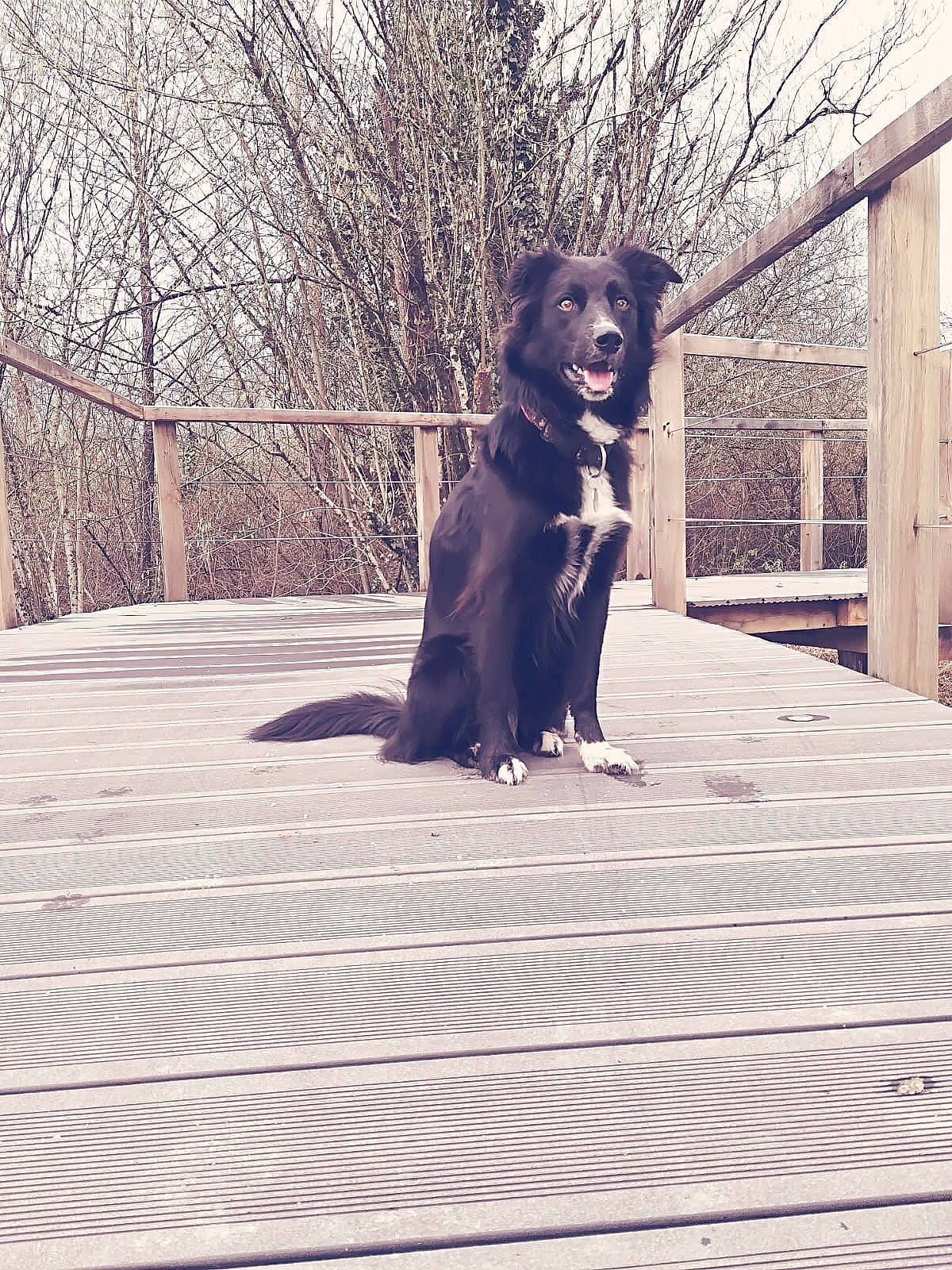 Jipsy participe au concours pour gagner de l'argent avec cette photo : carnivore, collar, companion_dog, dog, dog_breed, dog_collar, fawn, fence, flooring, grey, gun_dog, leash, plant, road_surface, snout, sporting_group, tail, tints_and_shades, tree, wood