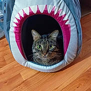 Alan joined the competition — help win amazing prizes! animal, cat, cozy, curious, cute, ears, eyes, fabric, feline, fur, home, indoor, mouth_shape, pet_bed, resting, shark_shape, soft, tabby_cat, whiskers, wooden_floor
