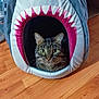 animal, cat, cozy, curious, cute, ears, eyes, fabric, feline, fur, home, indoor, mouth_shape, pet_bed, resting, shark_shape, soft, tabby_cat, whiskers, wooden_floor