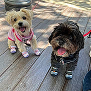 Pebbles And Buddy joined the competition — help win amazing prizes! animal, black_dog, canine, cute, dog, dog_shoes, happy, harness, leash, outdoor, pet, playful, shadow, small_dog, sunlight, tongue_out, two_dogs, walking_gear, white_dog, wooden_deck