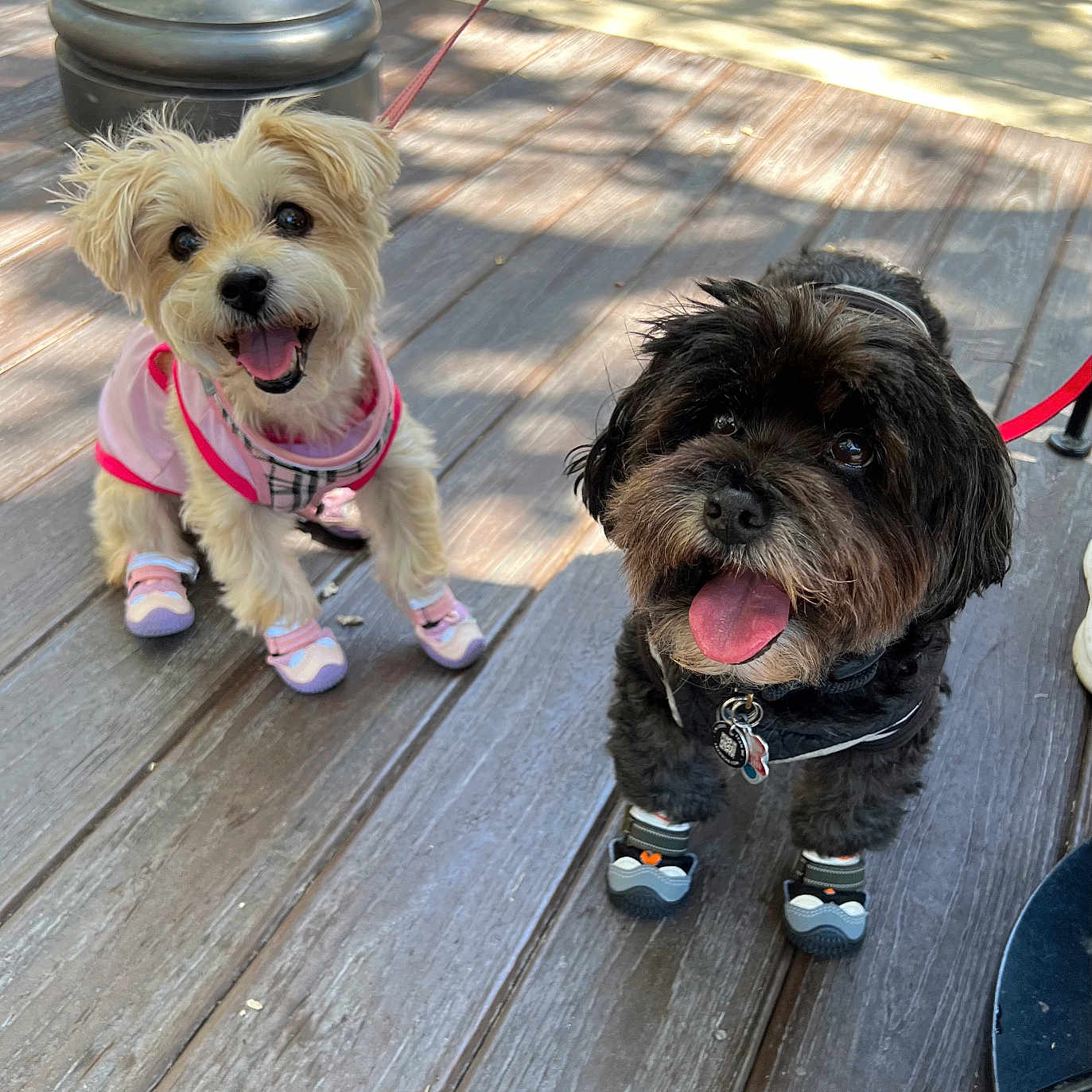 Pebbles And Buddy joined the competition — help win amazing prizes! animal, black_dog, canine, cute, dog, dog_shoes, happy, harness, leash, outdoor, pet, playful, shadow, small_dog, sunlight, tongue_out, two_dogs, walking_gear, white_dog, wooden_deck