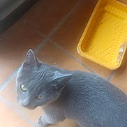 Kitty participe au concours pour gagner de l'argent avec cette photo : cat, grey_cat, pet, floor, terracotta_tiles, yellow_tray, pet_carrier, indoor, animal, looking_up, curious, feline, domestic, side_view, household, floor_tiles, mammal, whiskers, ears, fur