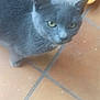 Kitty a rejoint le concours — aidez-le/la à gagner de superbes lots ! cat, gray_cat, pet, animal, floor, tile_floor, yellow_basket, indoor, curious, looking_up, whiskers, ears, feline, domestic_cat, fur, side_view, close_up, household, cable, background