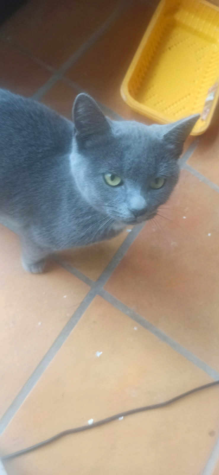 Kitty a rejoint le concours — aidez-le/la à gagner de superbes lots ! cat, gray_cat, pet, animal, floor, tile_floor, yellow_basket, indoor, curious, looking_up, whiskers, ears, feline, domestic_cat, fur, side_view, close_up, household, cable, background