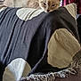 cat, sleepy, couch, blanket, indoor, feline, resting, cream_color, fur, pet, relaxed, home, furniture, animal, cute, cozy, lying_down, pattern, textile, ear