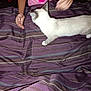 cat, bedspread, striped, purple, person, hands, indoor, pet, feline, white_cat, striped_cat, fabric, bed, resting_place, animal, domestic_animal, curious, pink_shirt, floral_pattern, casual
