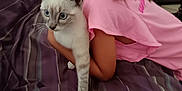 Tigrou participe au concours pour gagner de l'argent avec cette photo : child, cat, bedspread, striped, pink_shirt, hugging, indoor, feline, pet, curious, young, blue_eyes, soft_focus, comfort, cozy, striped_bed, animal, domestic, resting, cuddle