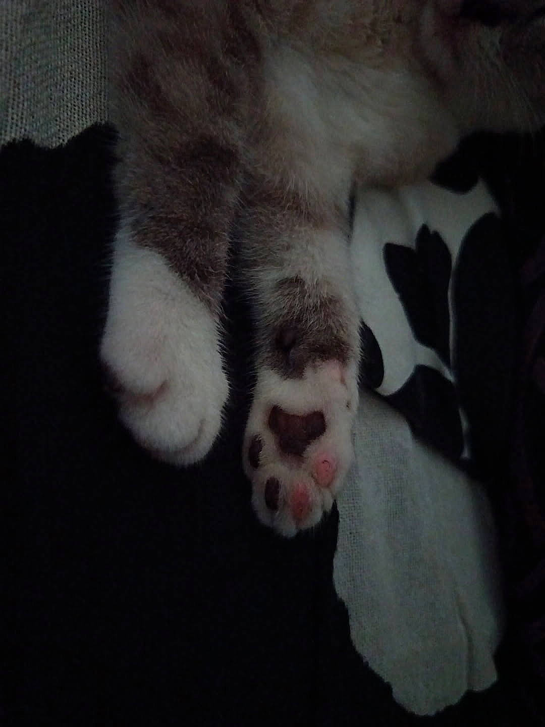 Tigrou