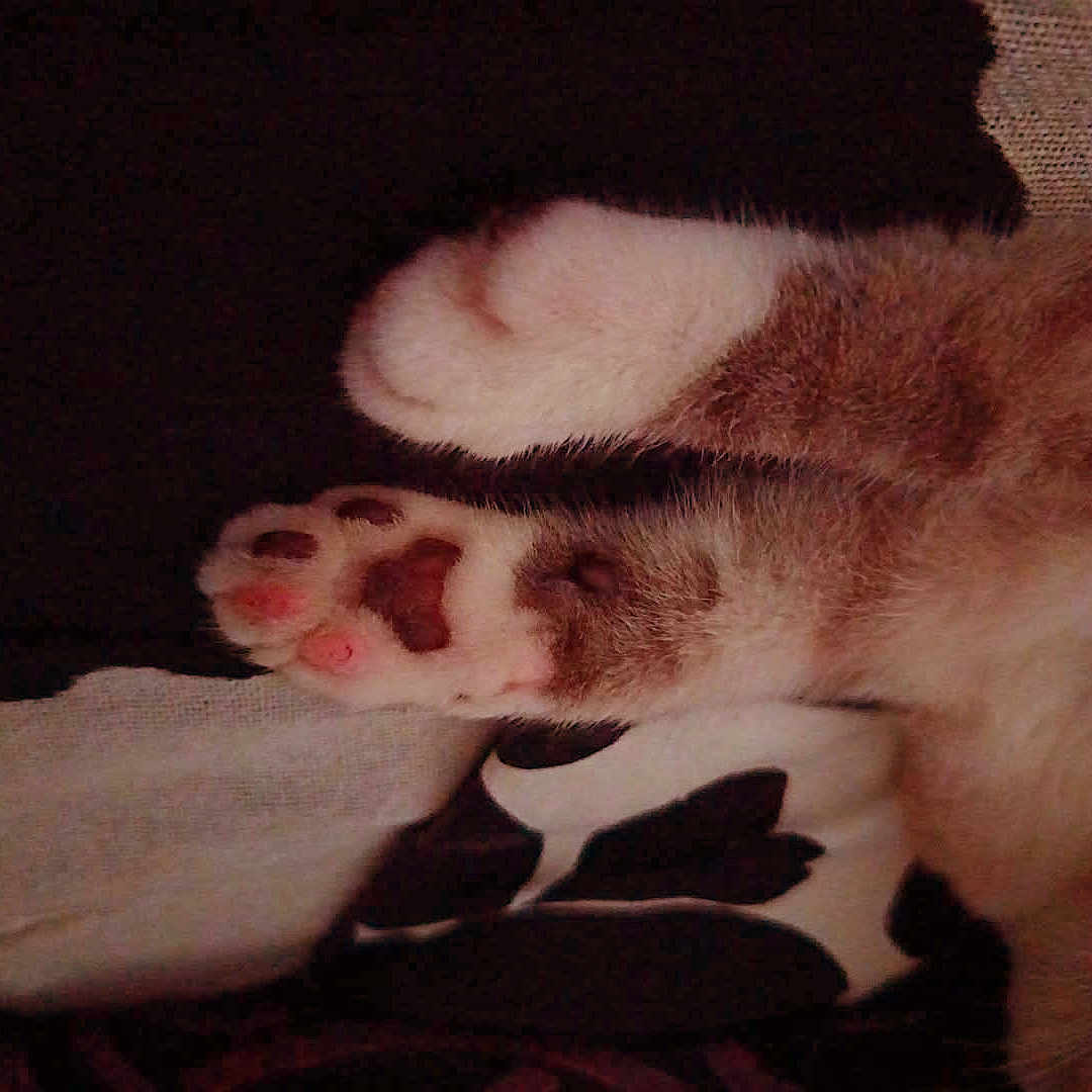 Tigrou