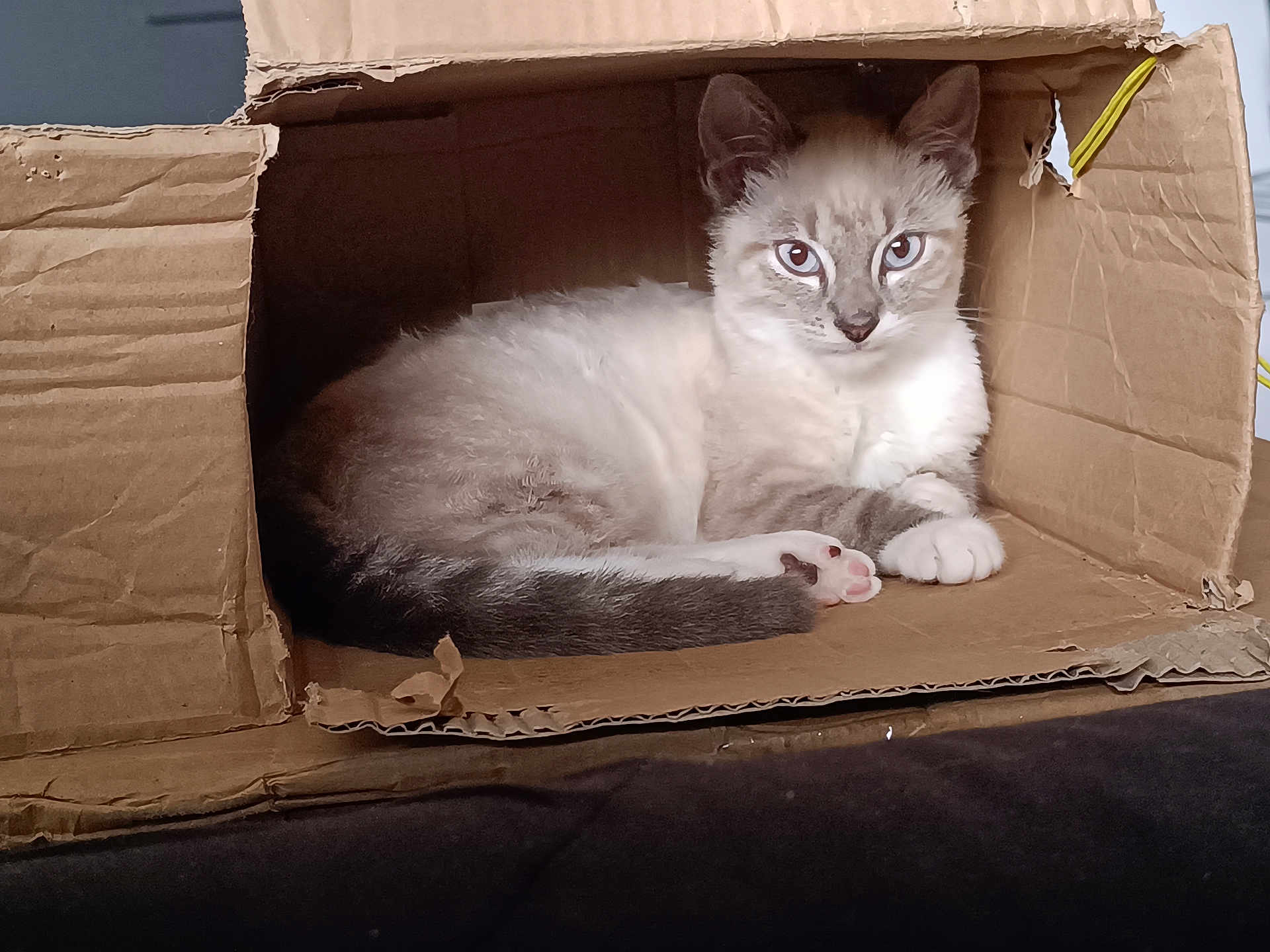 Tigrou