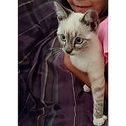 Tigrou a rejoint le concours — aidez-le/la à gagner de superbes lots ! kitten, cat, blue_eyes, child, arm, pink_shirt, bedspread, striped_fabric, pet, animal, curious, indoor, holding, fur, whiskers, small_paw, close_up, young_cat, domestic_cat, cute