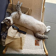 Tigrou participe au concours pour gagner de l'argent avec cette photo : cat, cat_bed, comfortable, ears, fabric, feline, floor, fur, indoor, light, paws, pet, relaxed, resting, shadow, sleepy, tail, tile, tote_bag, whiskers