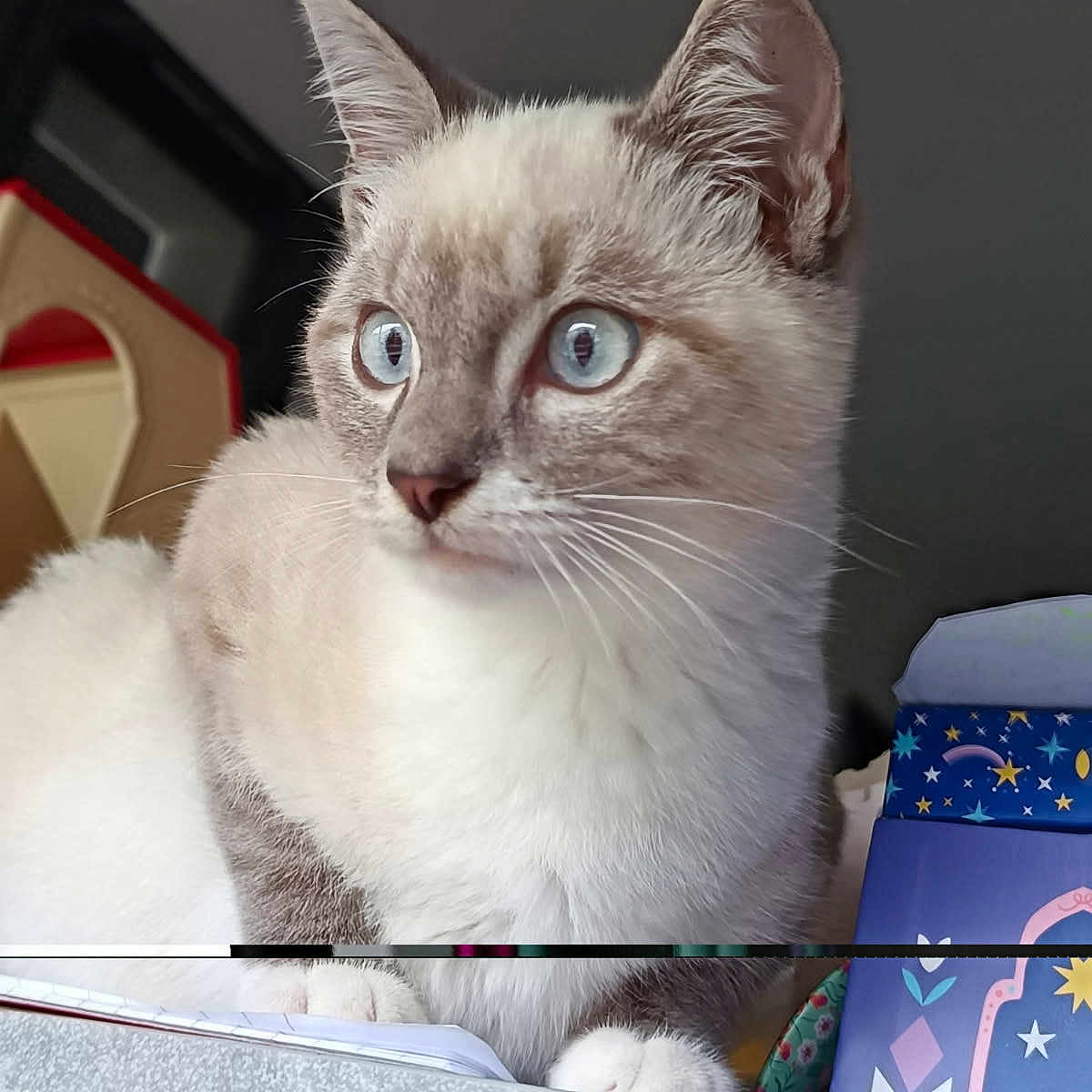 Tigrou a rejoint le concours — aidez-le/la à gagner de superbes lots ! animal, blue_eyes, box, cat, close_up, colorful, curious, cute, domestic_animal, feline, fur, indoor, looking_away, paws, pet, sitting, soft_light, table, whiskers, window_light