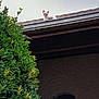 cat, roof, gutter, tree, greenery, leaves, outdoor, animal, curious, perched, building, sky, nature, daylight, architecture, plant, feline, pet, quiet, observation