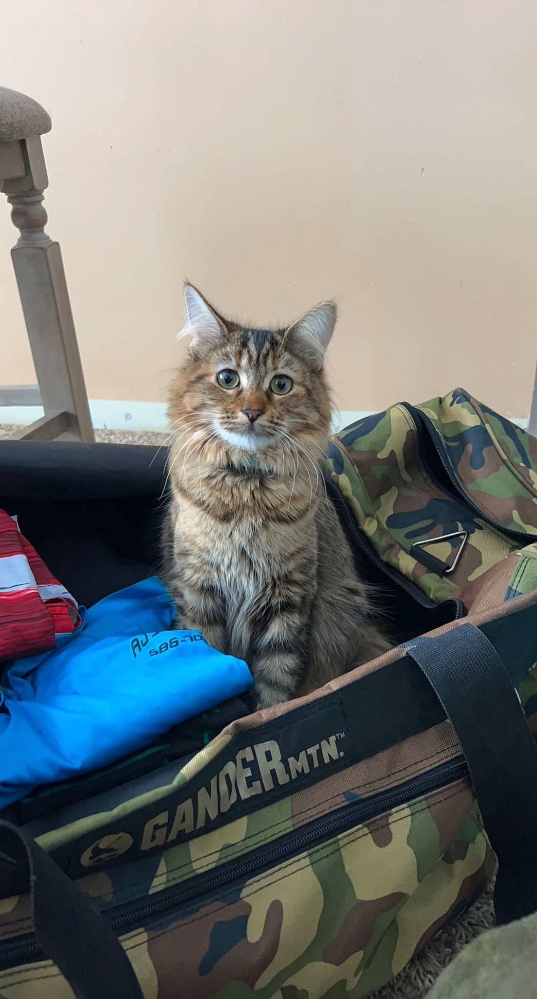 Cat is registered to the contest to win money with this photo: bag, box, cardboard, carnivore, carton, cat, comfort, couch, domestic_short_haired_cat, felidae, fur, luggage_and_bags, packaging_and_labeling, paw, shipping_box, sitting, small_to_medium_sized_cats, snout, tail, whiskers