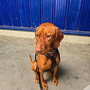 Ursule a rejoint le concours — aidez-le/la à gagner de superbes lots ! dog, brown_dog, pet, animal, sitting, harness, leash, concrete_floor, blue_wall, indoor, calm, canine, looking_away, ears, tail, snout, four_legs, medium_size, domestic_animal, quiet